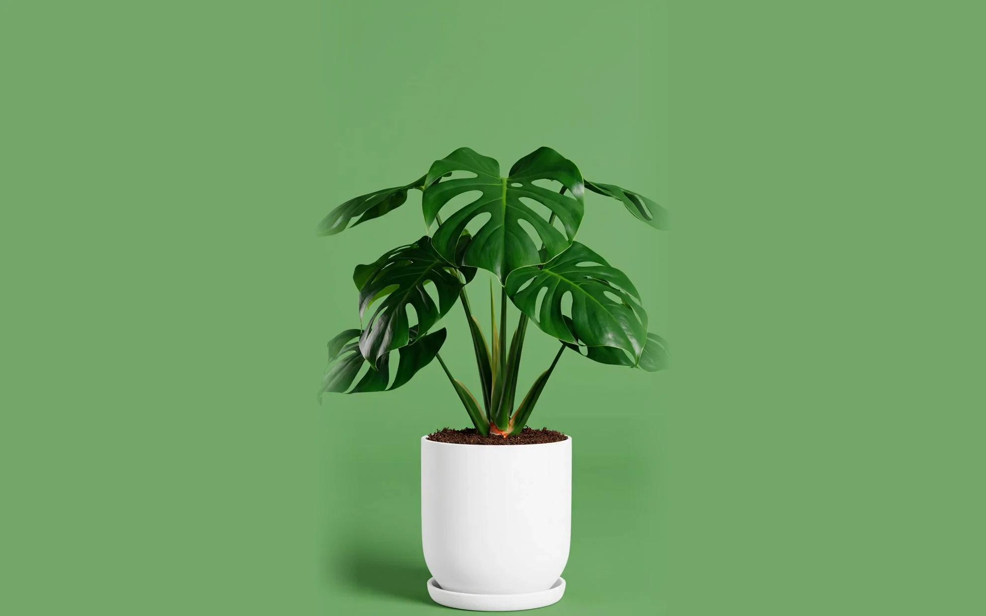 A Monstera deliciosa in a white ceramic planter, shown whole.