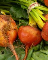 Beetroot Seeds — Imported — Beta vulgaris