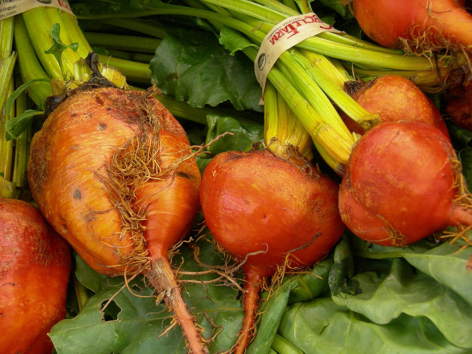 Beetroot Seeds — Imported — Beta vulgaris