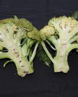 Broccoli Seeds — Brassica oleracea var. italica