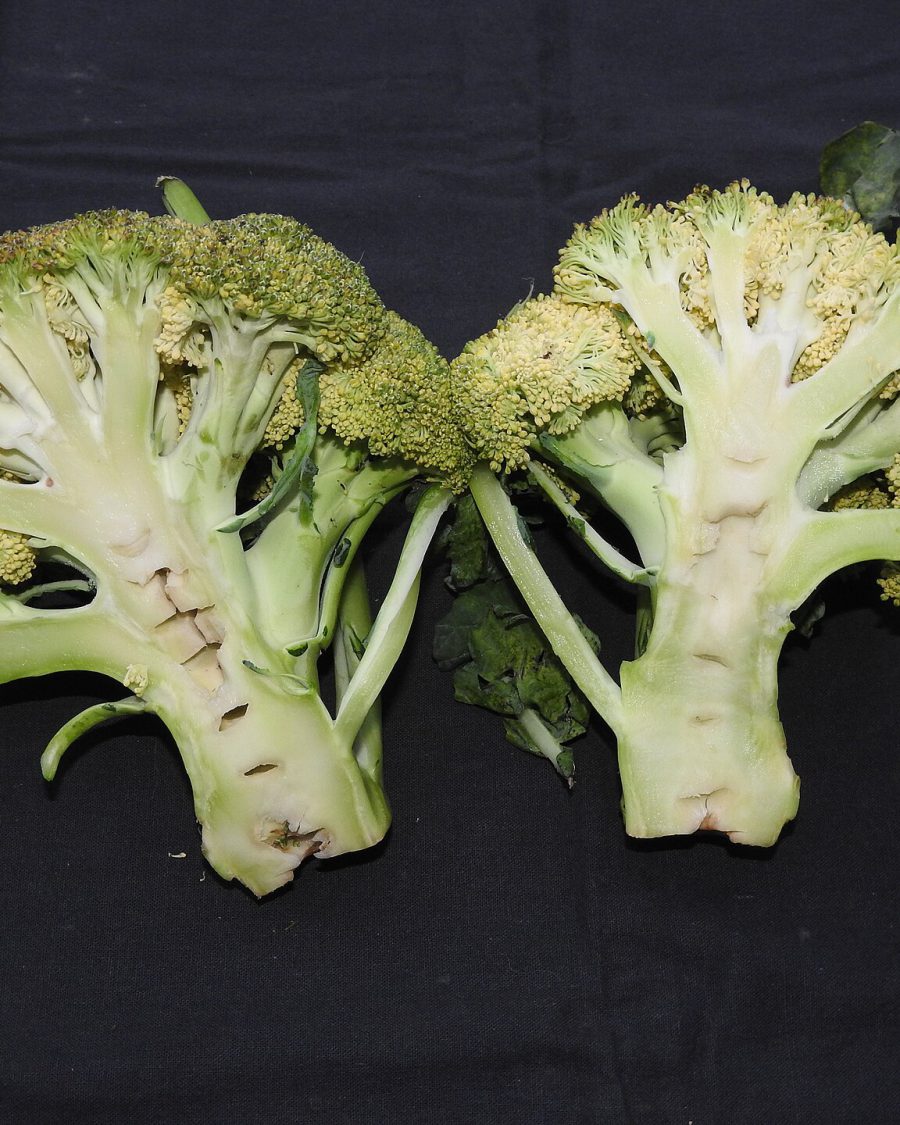 Broccoli Seeds — Brassica oleracea var. italica