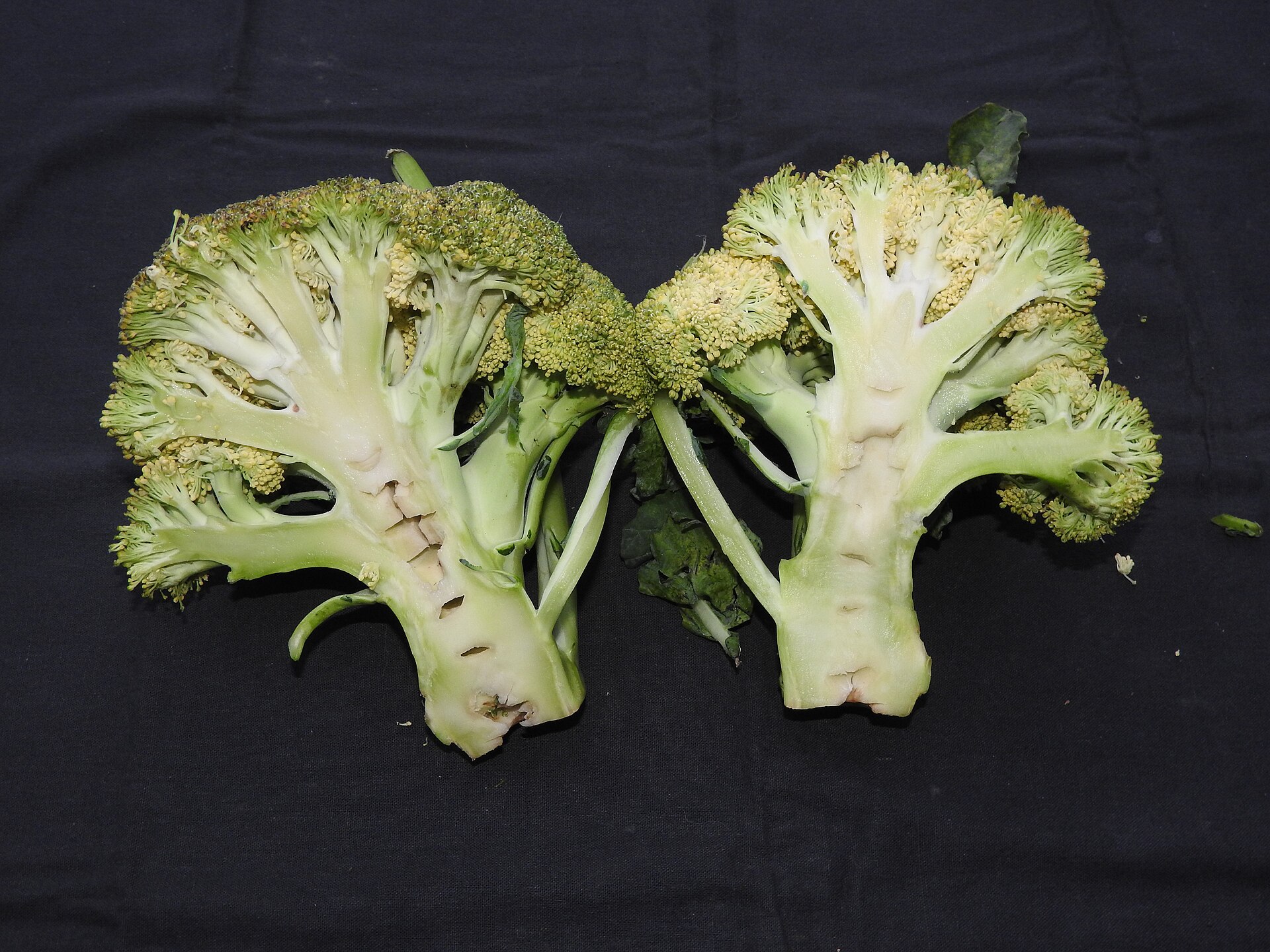 Broccoli Seeds — Brassica oleracea var. italica