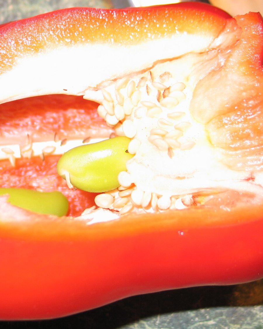 Capsicum Seeds — Capsicum annuum var. grossum