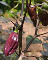 Chilli Seeds — Capsicum annuum