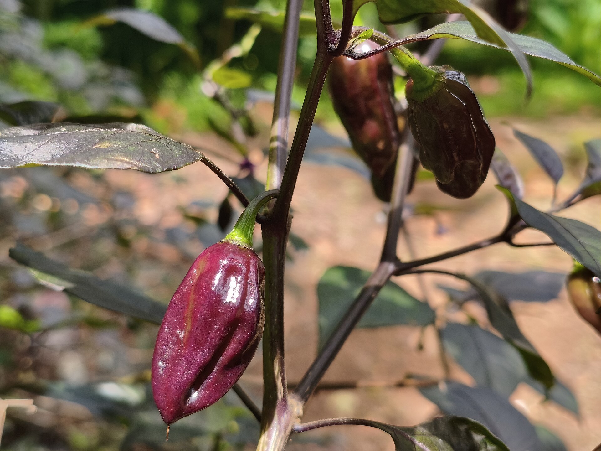 Chilli Seeds — Capsicum annuum