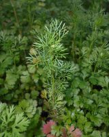 Coriander Seeds — Coriandrum sativum