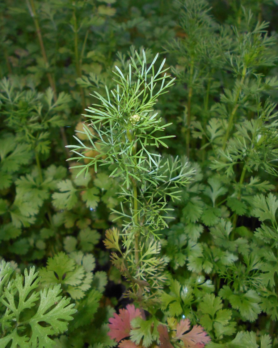 Coriander Seeds — Coriandrum sativum