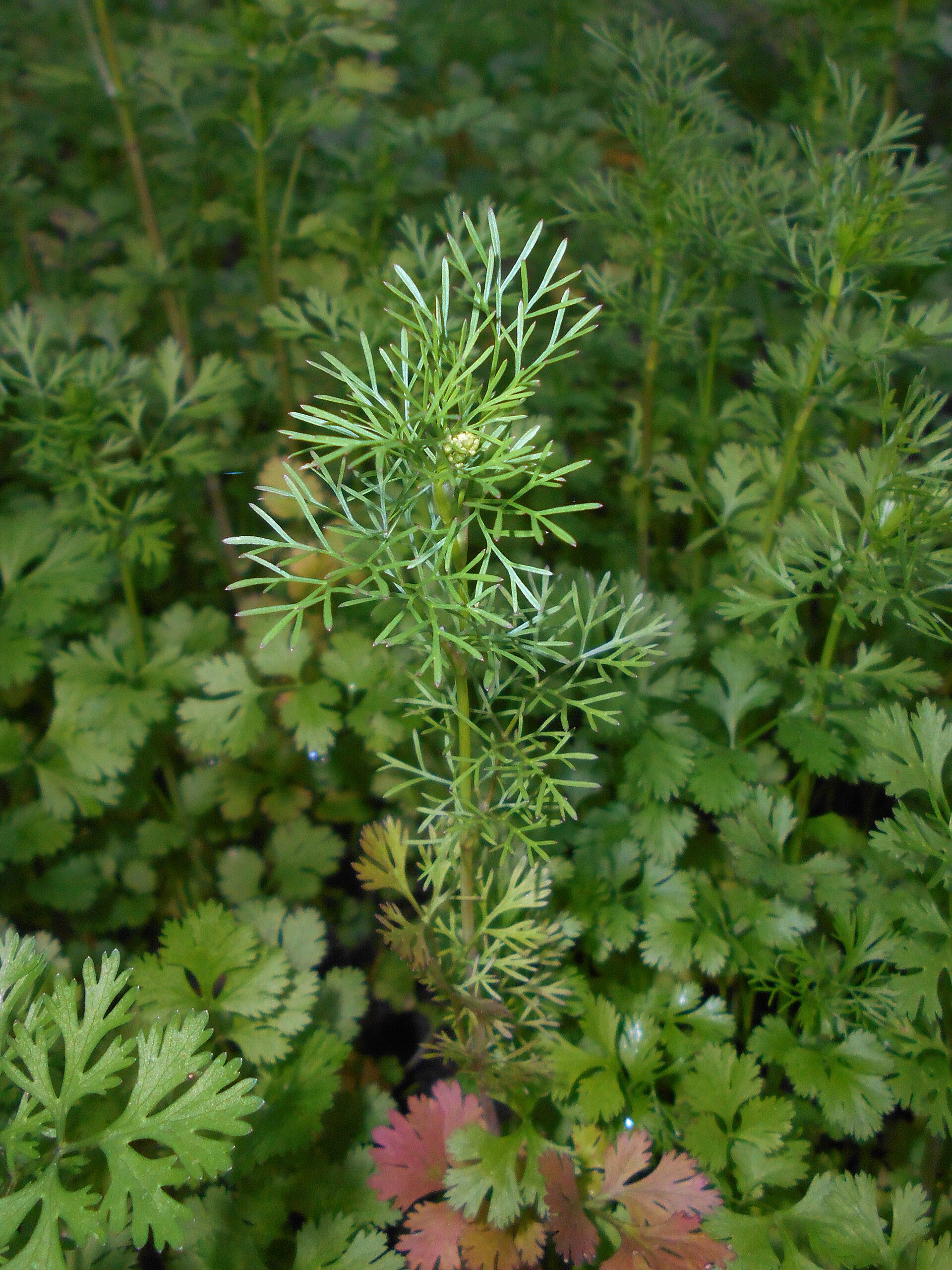 Coriander Seeds — Coriandrum sativum