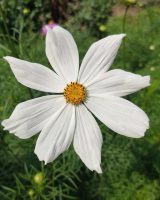 Cosmos Seeds — Cosmos bipinnatus