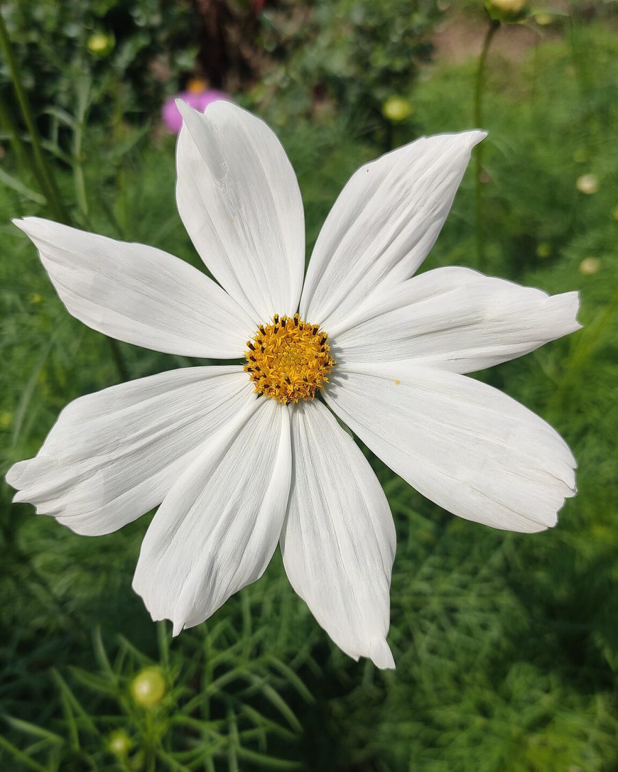 Cosmos Seeds — Cosmos bipinnatus