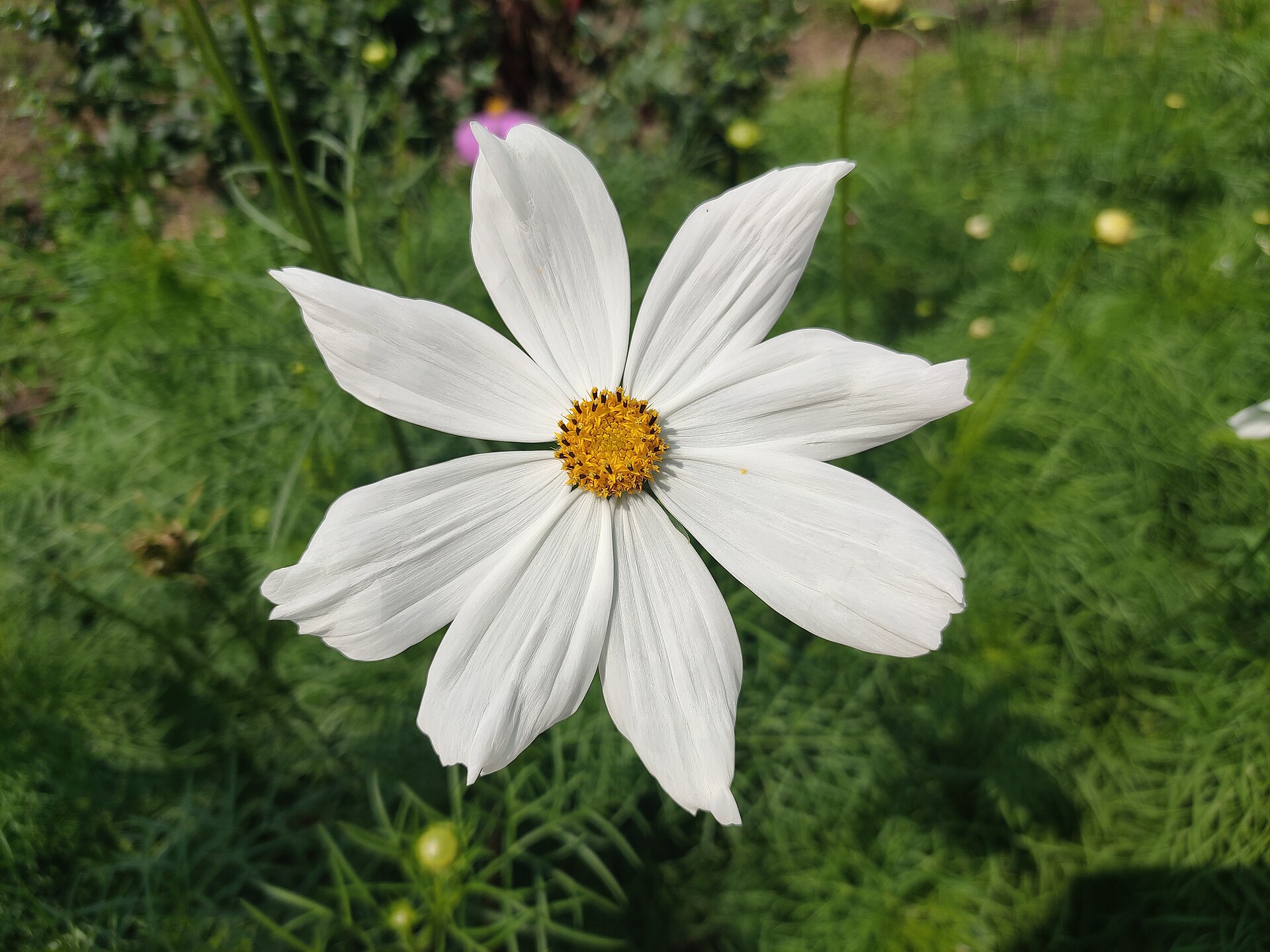 Cosmos Seeds — Cosmos bipinnatus