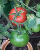 Desi Tomato Seeds — Solanum lycopersicum