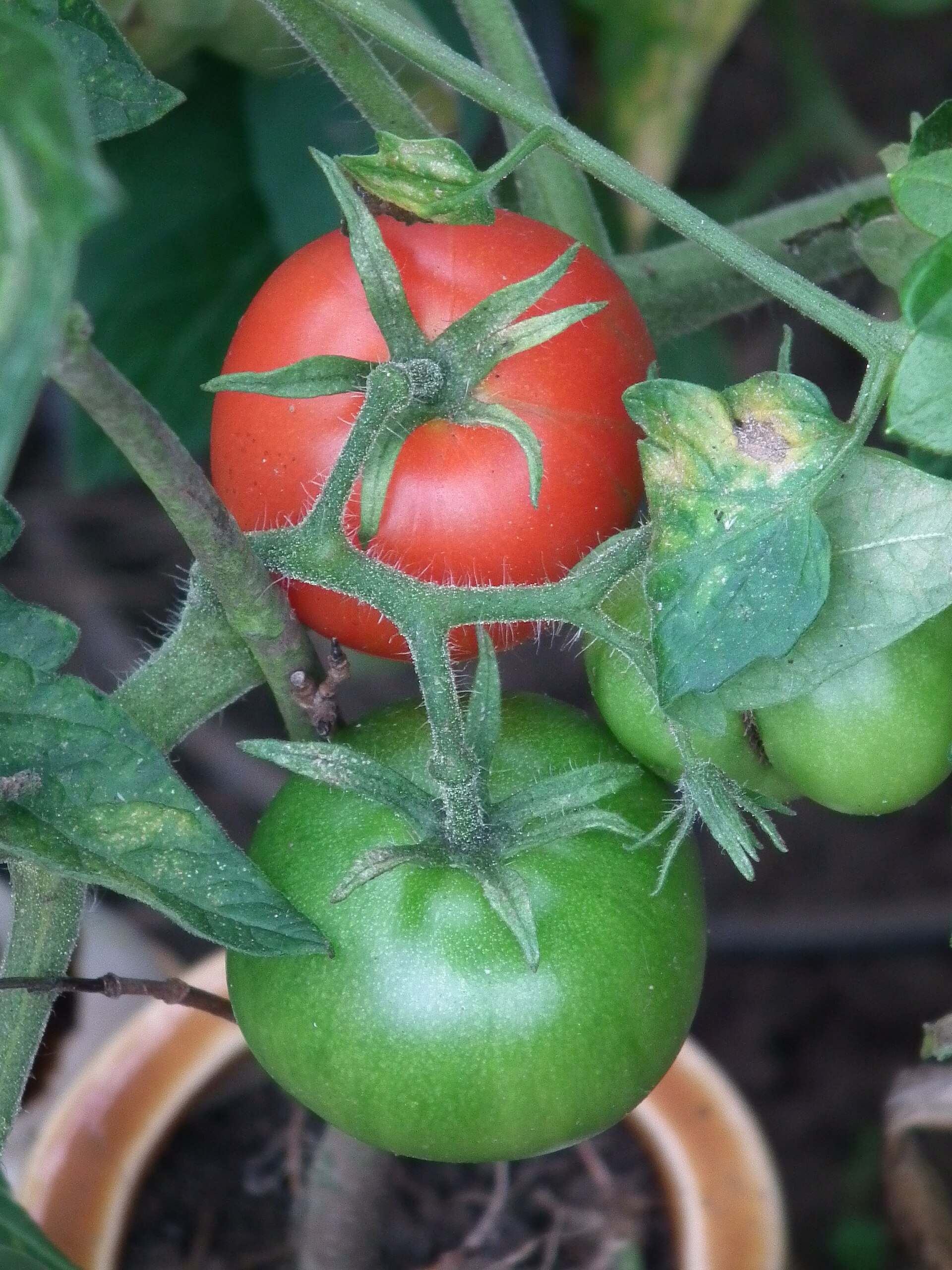 Desi Tomato Seeds — Solanum lycopersicum