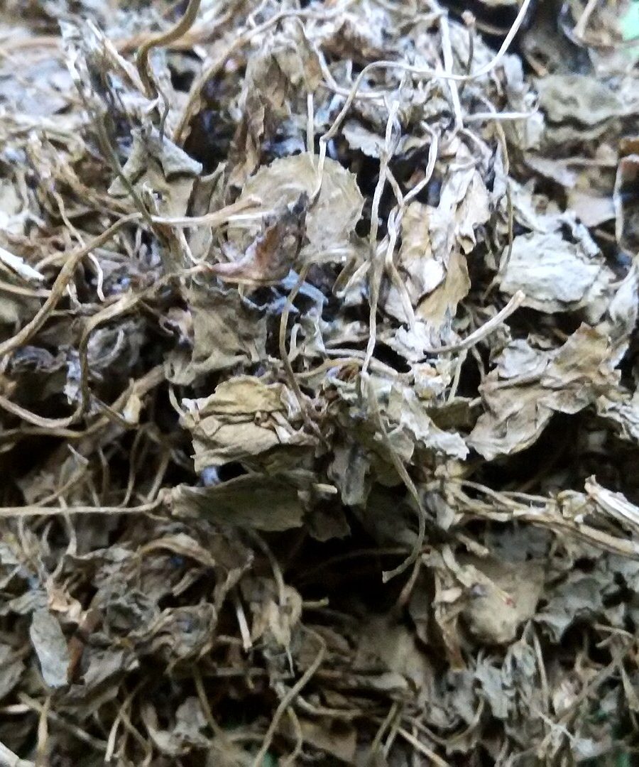 Fenugreek Seeds — Trigonella foenum-graecum