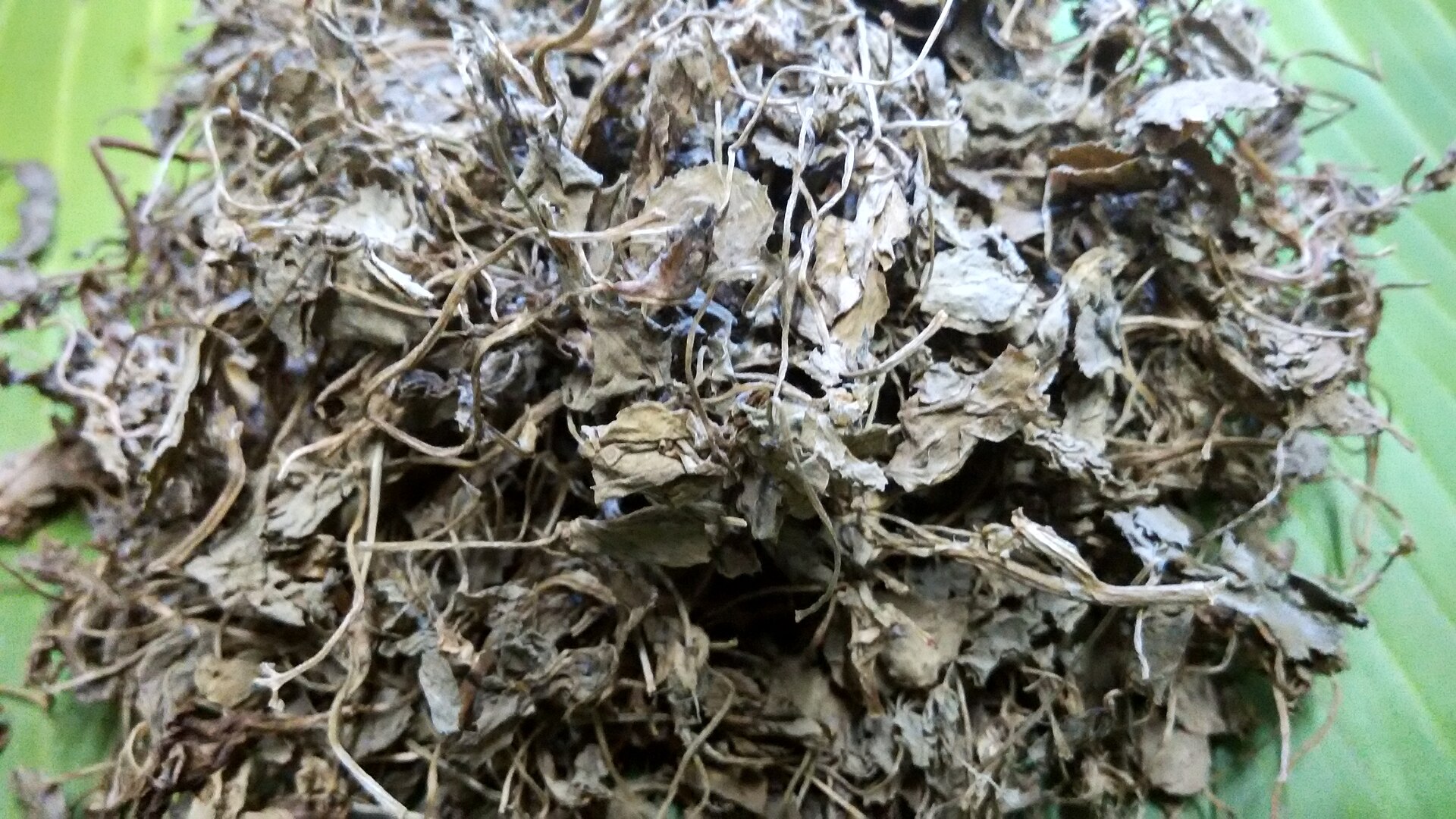 Fenugreek Seeds — Trigonella foenum-graecum