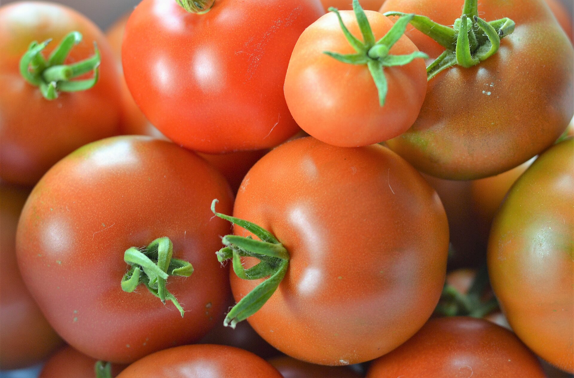 Hybrid Tomato Seeds — Solanum lycopersicum