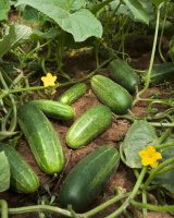 Kheera Seeds — Cucumis sativus