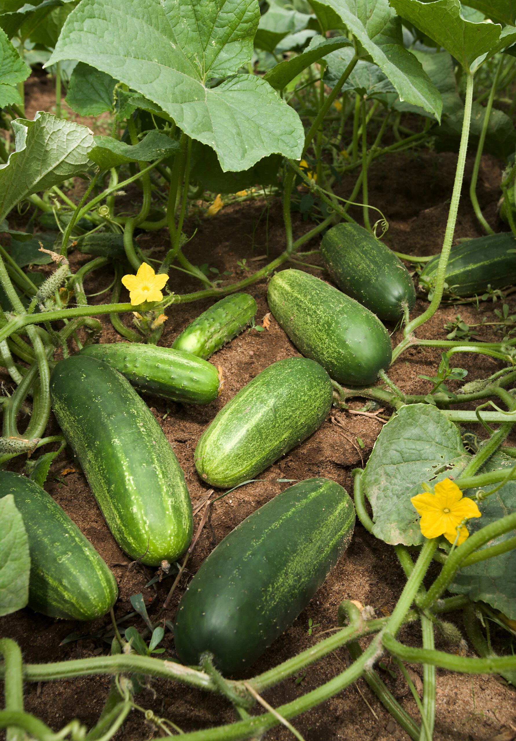 Kheera Seeds — Cucumis sativus