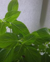 Lemon Basil Seeds — Ocimum × africanum