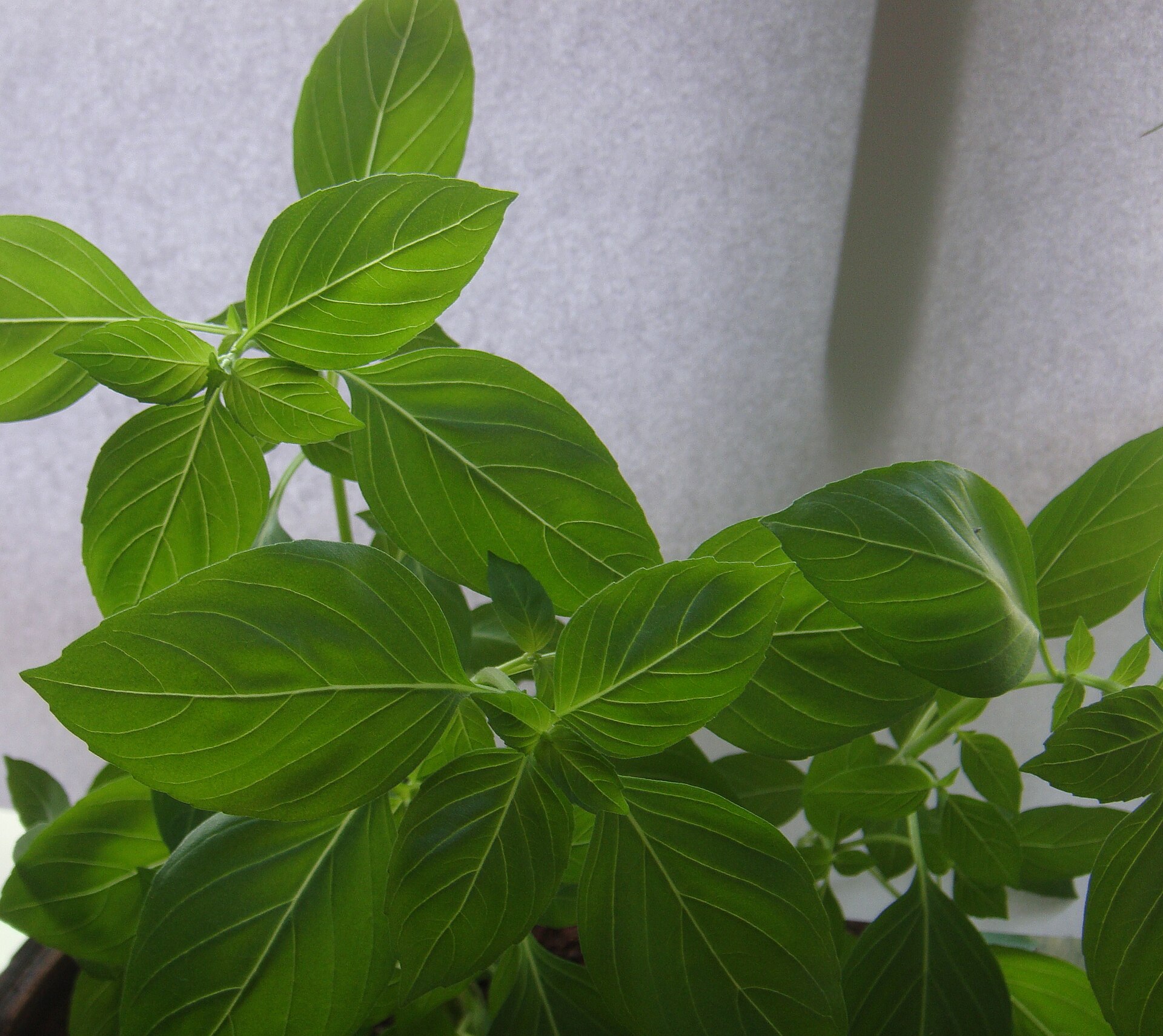 Lemon Basil Seeds — Ocimum × africanum