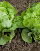 Lettuce Green Hybrid Seeds — Lactuca sativa
