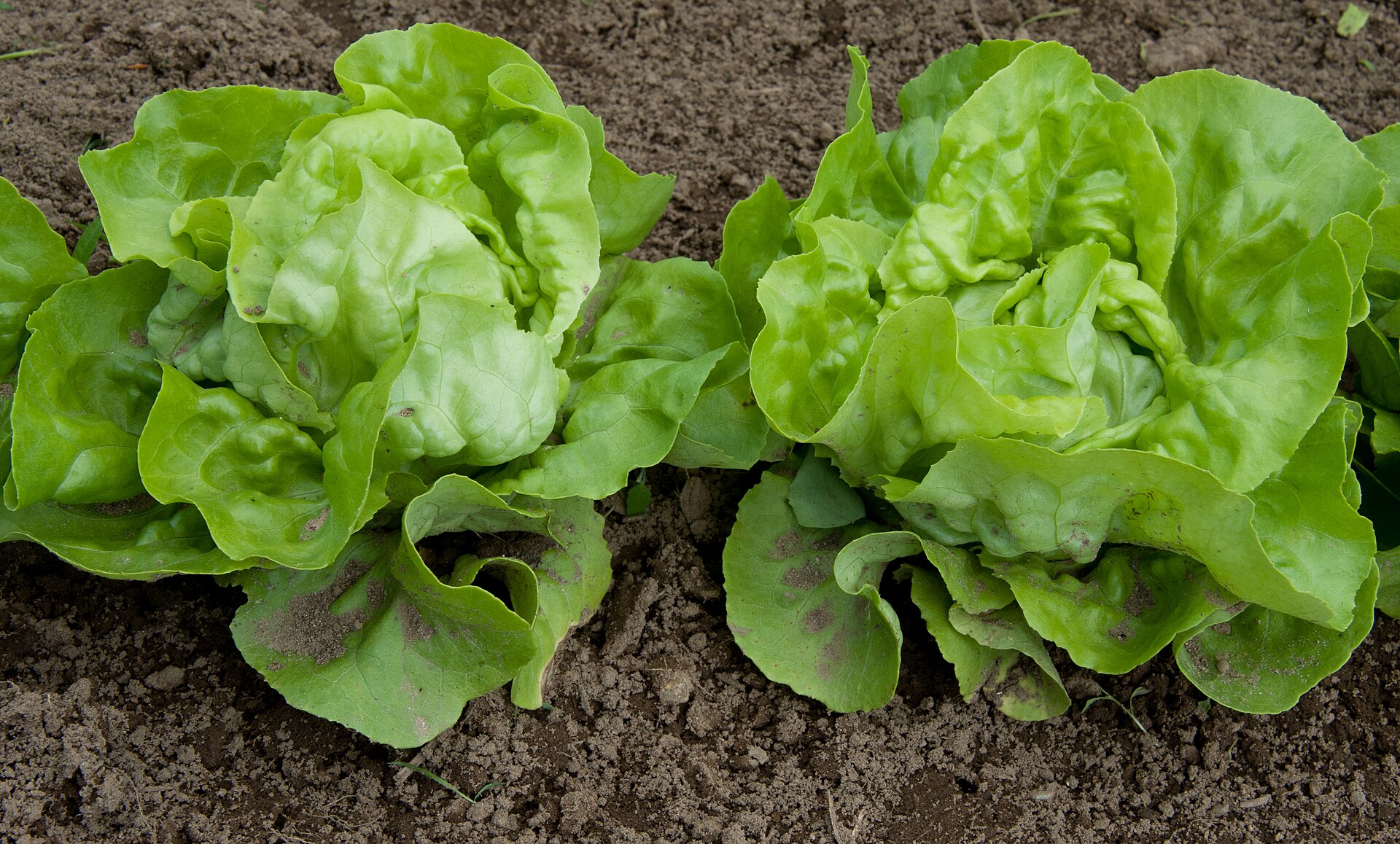 Lettuce Green Hybrid Seeds — Lactuca sativa