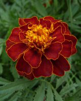 Marigold Seeds — Tagetes erecta