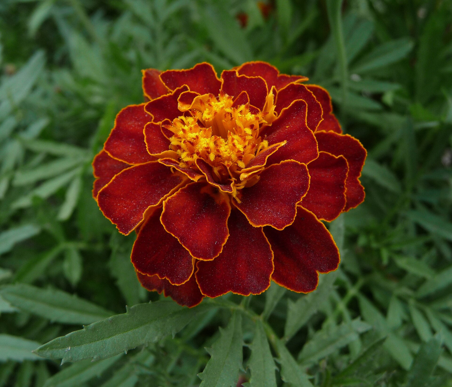 Marigold Seeds — Tagetes erecta