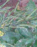 Mustard Seeds — Brassica juncea