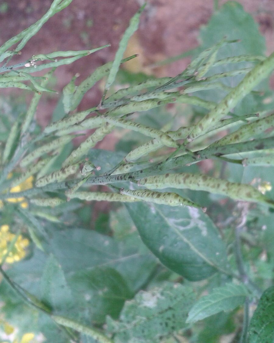 Mustard Seeds — Brassica juncea