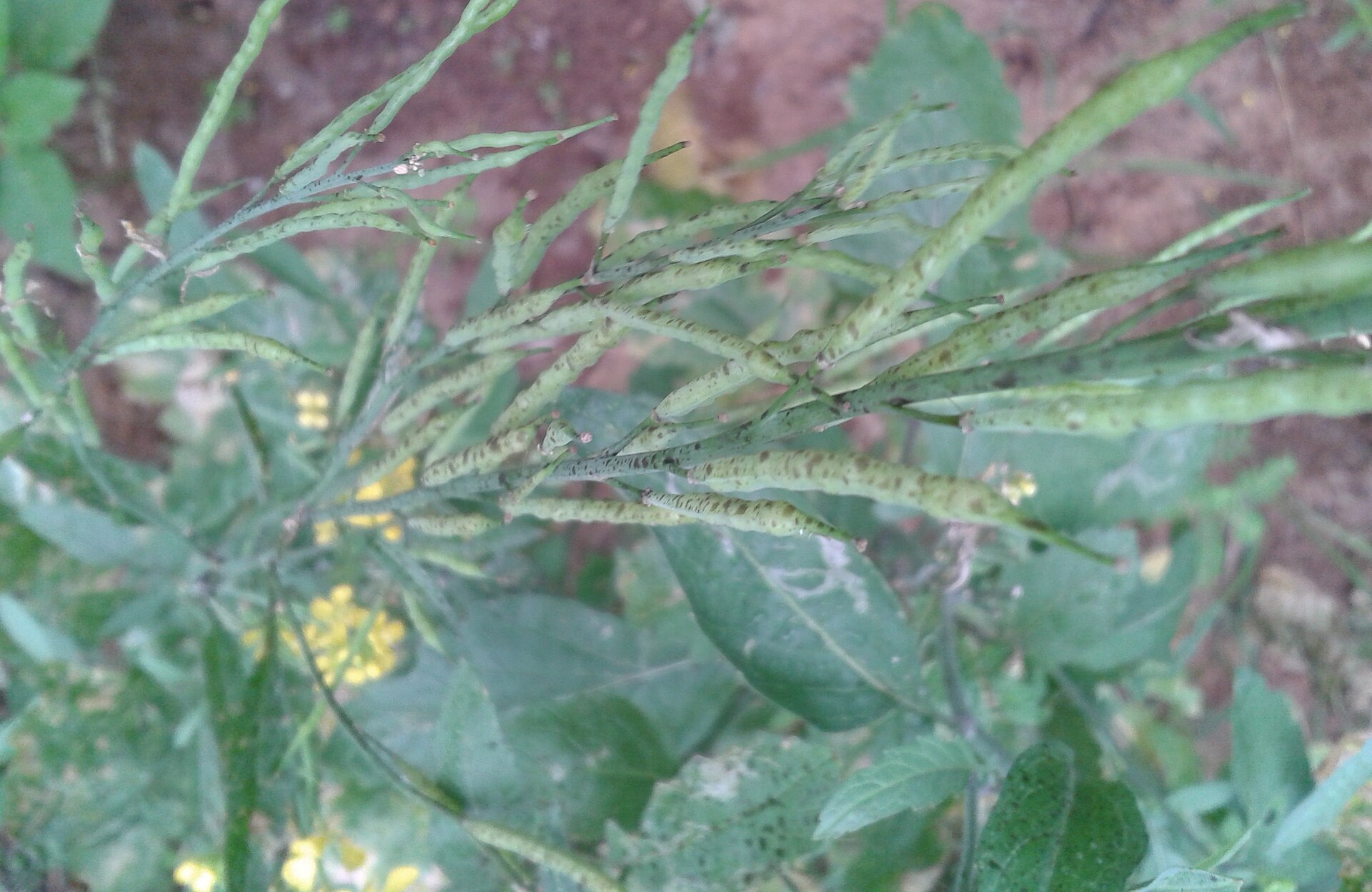 Mustard Seeds — Brassica juncea