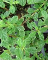Oregano Seeds — Origanum vulgare