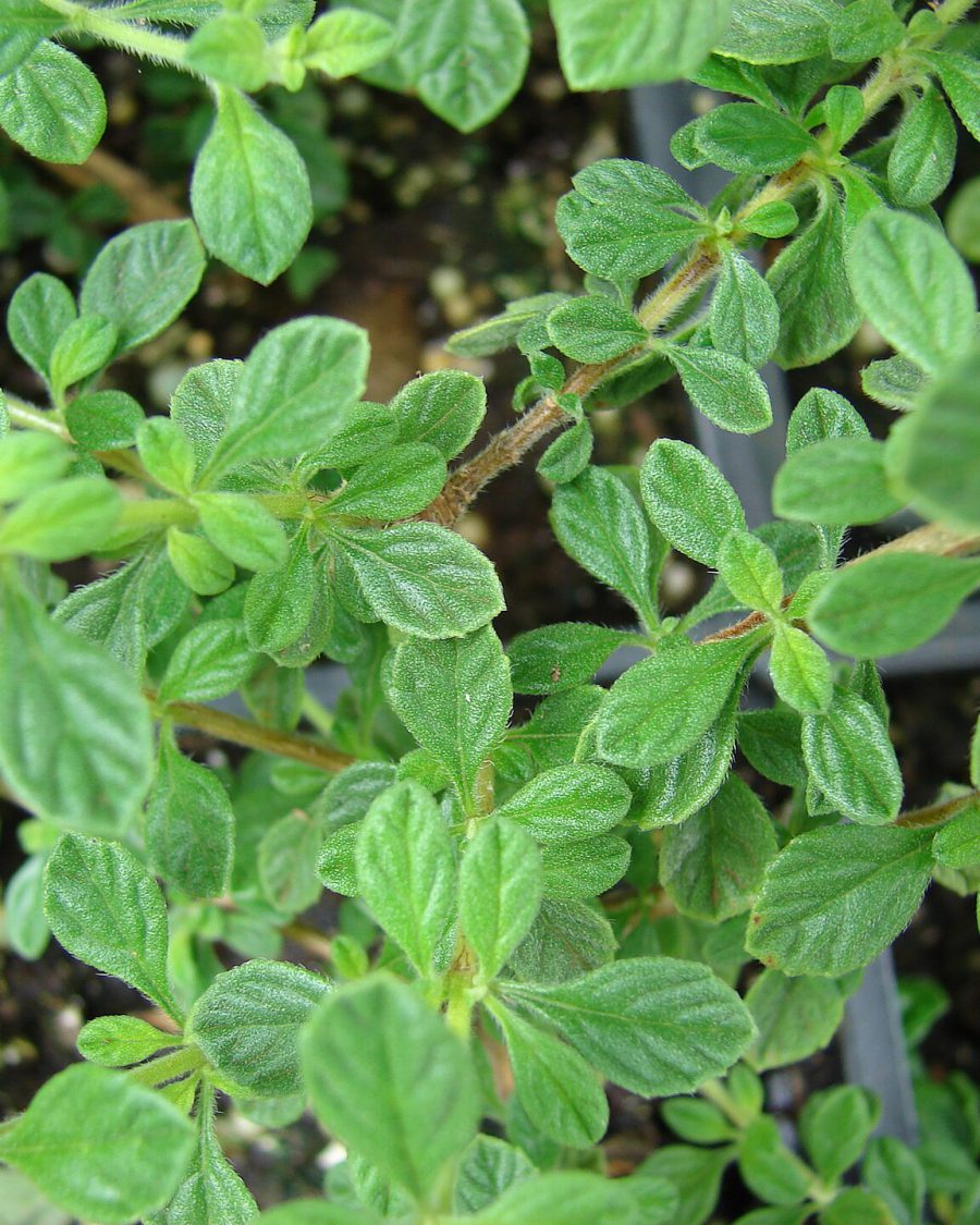 Oregano Seeds — Origanum vulgare