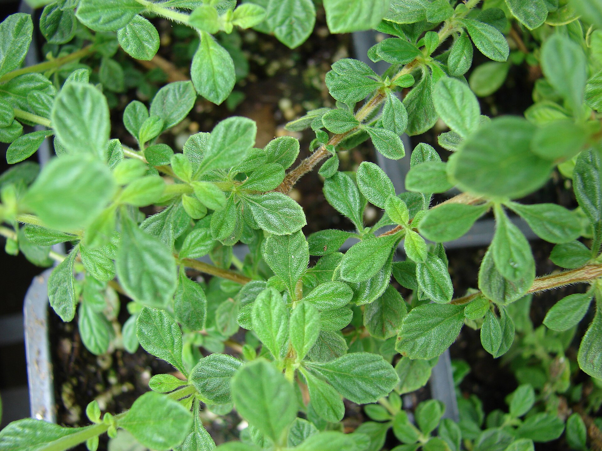 Oregano Seeds — Origanum vulgare