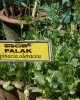 Palak Seeds — Spinacia oleracea