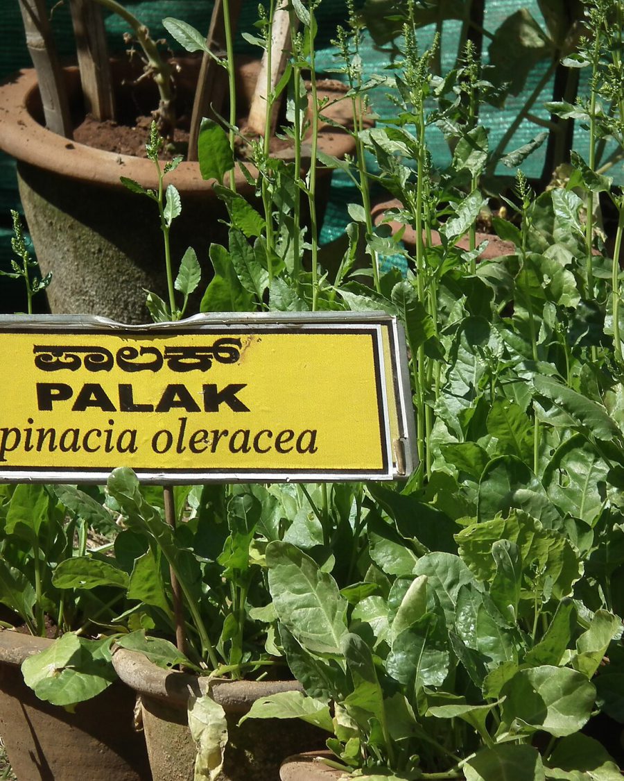 Palak Seeds — Spinacia oleracea