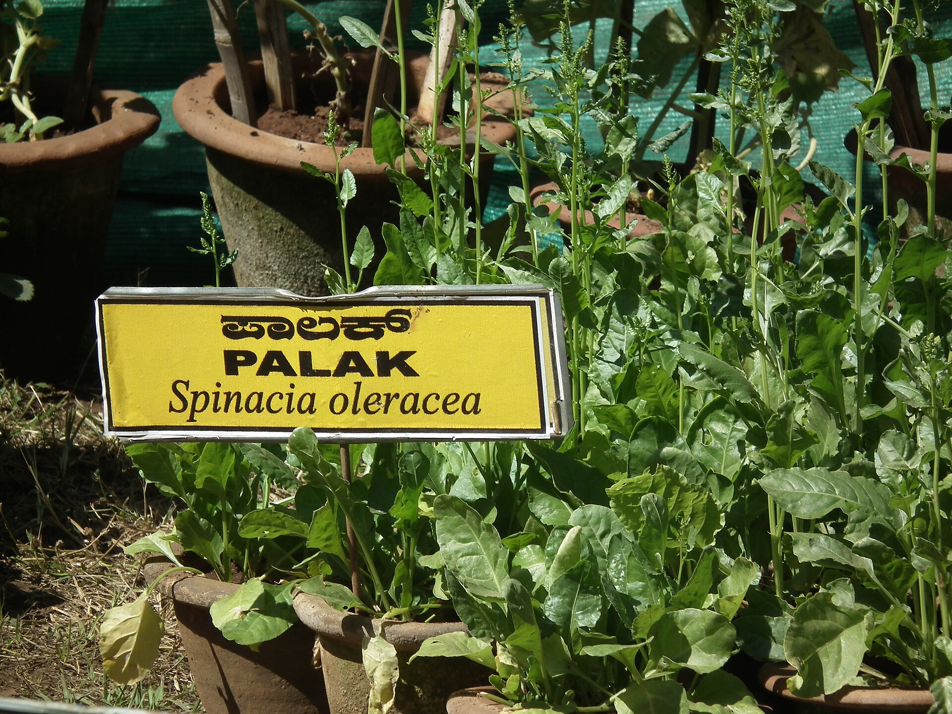 Palak Seeds — Spinacia oleracea