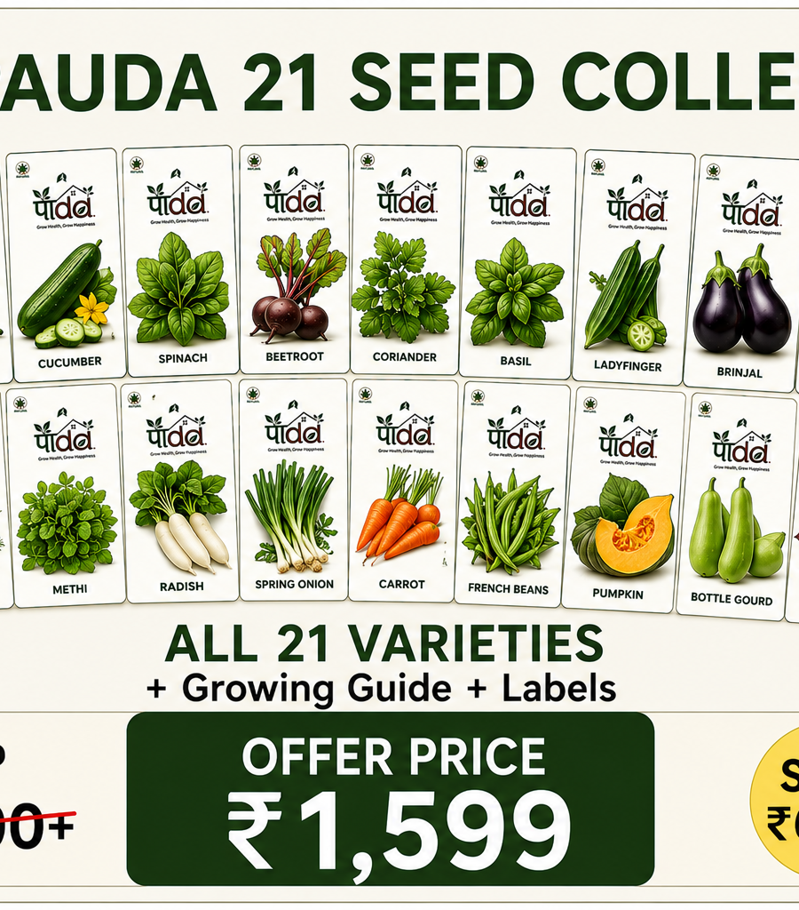 Pauda 21 Seed Collection