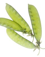 Peas Seeds — Pisum sativum