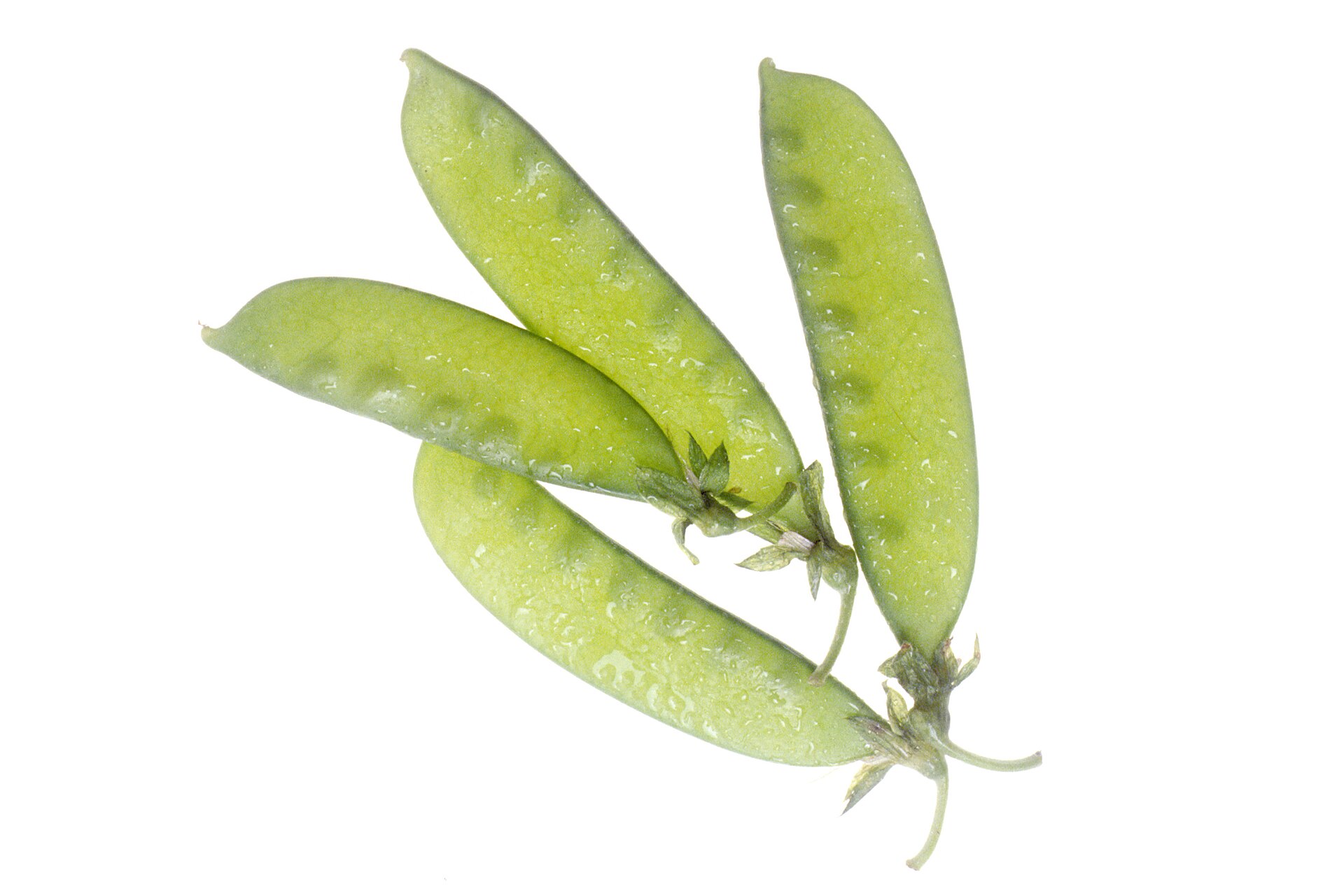 Peas Seeds — Pisum sativum