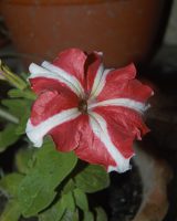 Petunia Seeds — Petunia × hybrida