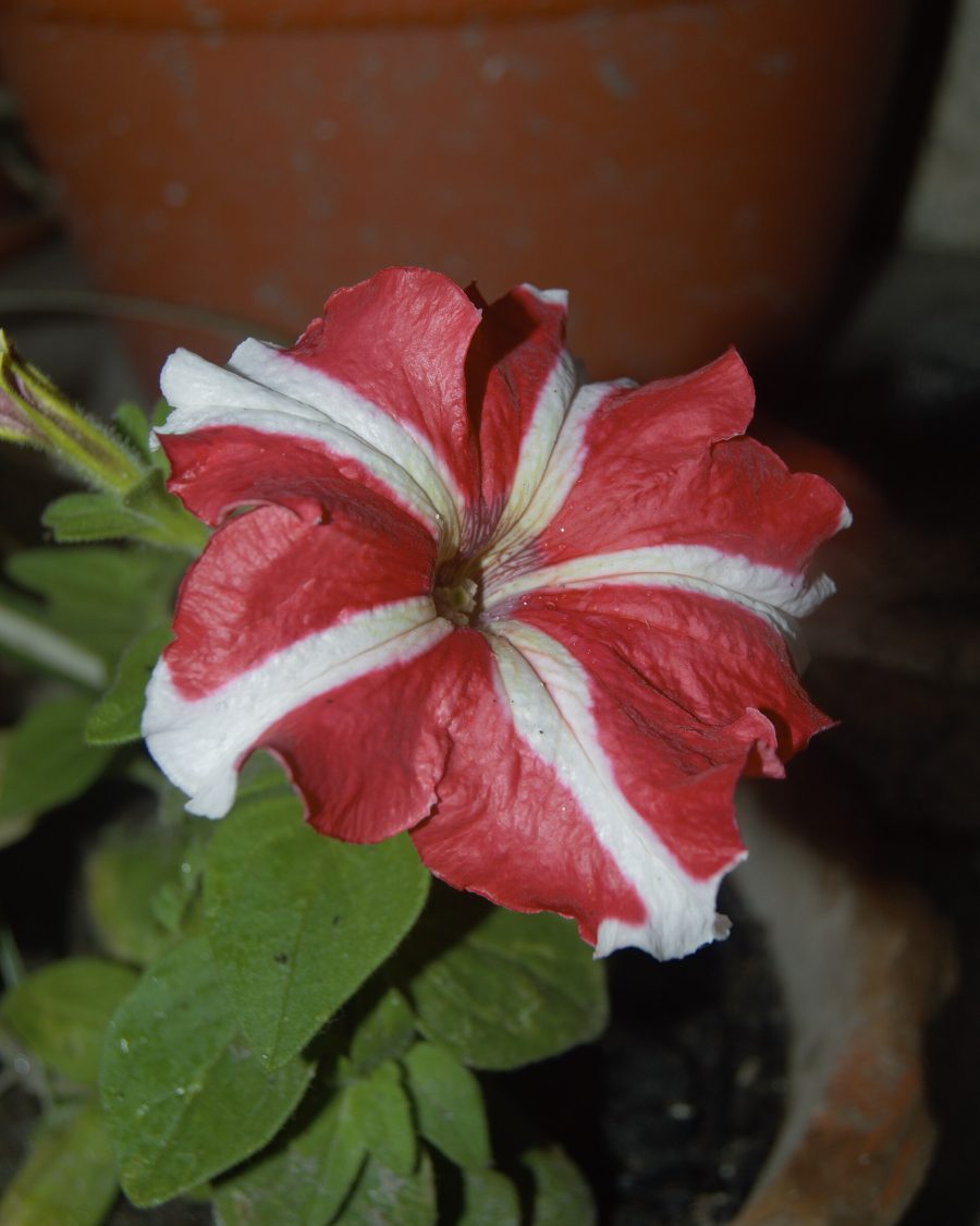 Petunia Seeds — Petunia × hybrida