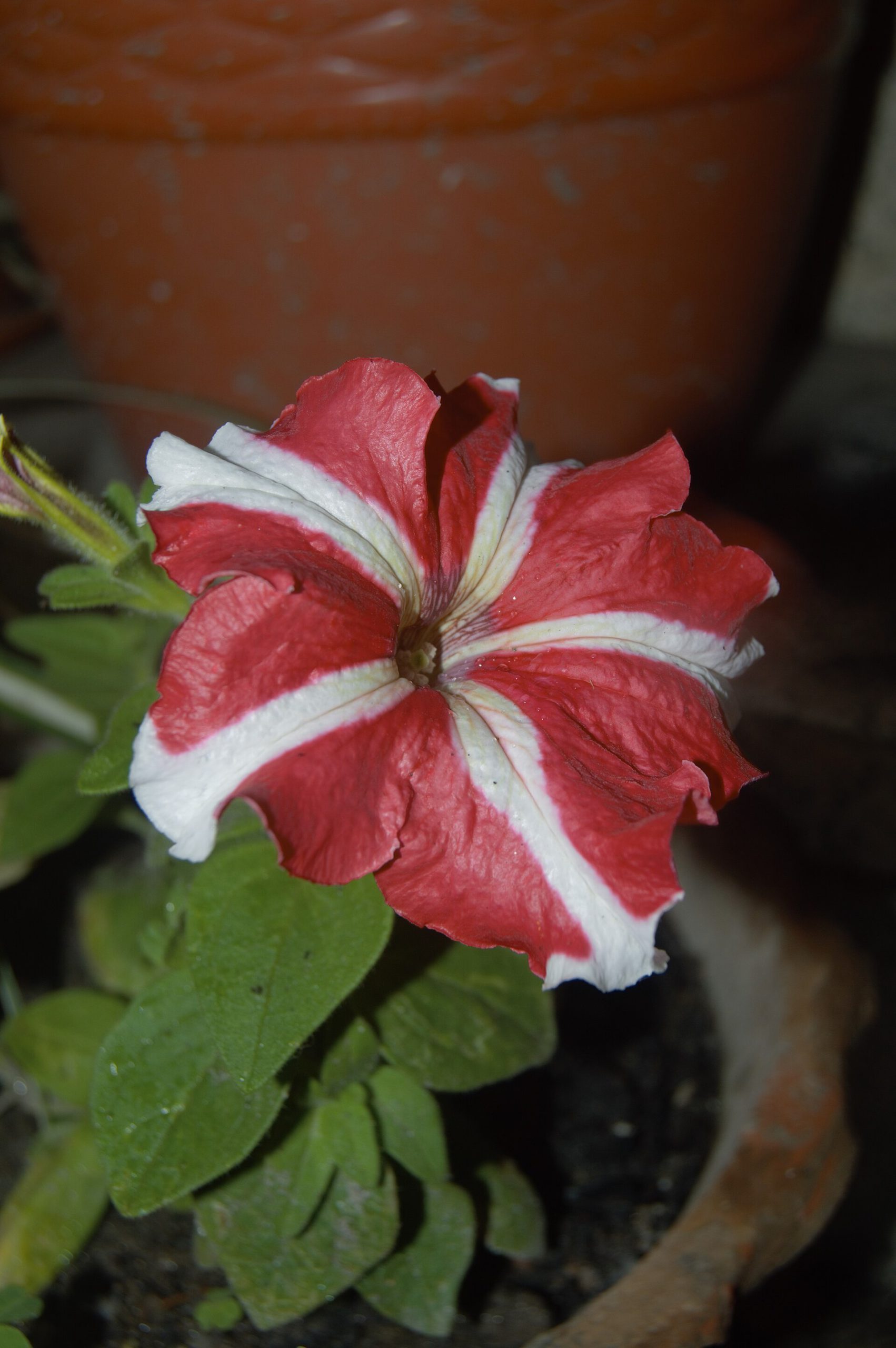 Petunia Seeds — Petunia × hybrida
