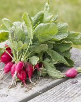 Radish Seeds — Raphanus sativus