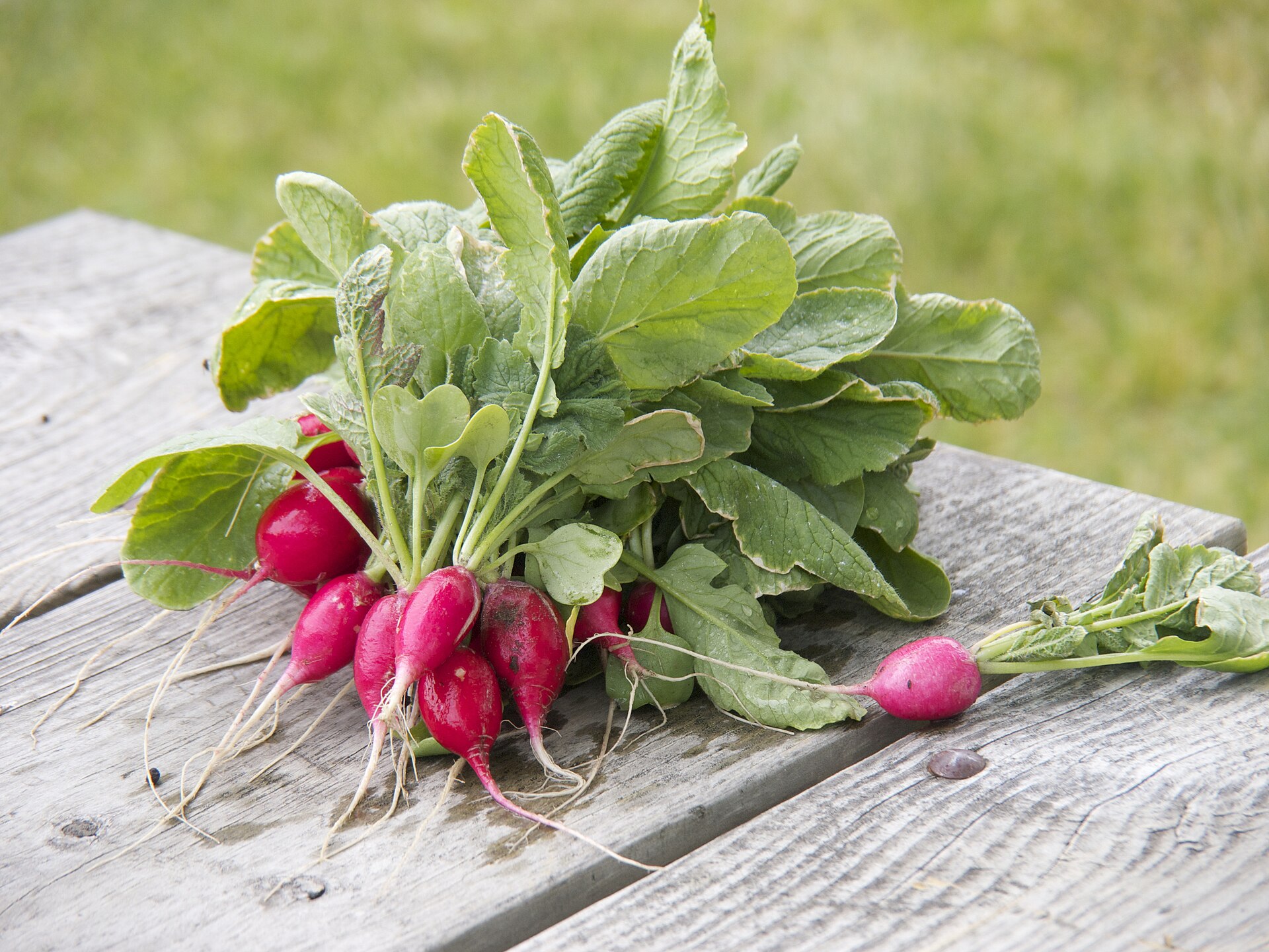 Radish Seeds — Raphanus sativus