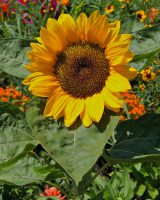 Sunflower Seeds — Helianthus annuus