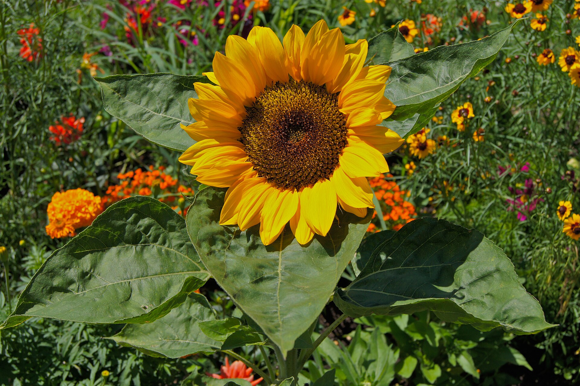 Sunflower Seeds — Helianthus annuus