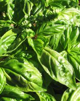 Sweet Basil Seeds — Ocimum basilicum
