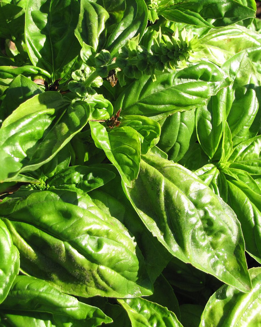 Sweet Basil Seeds — Ocimum basilicum