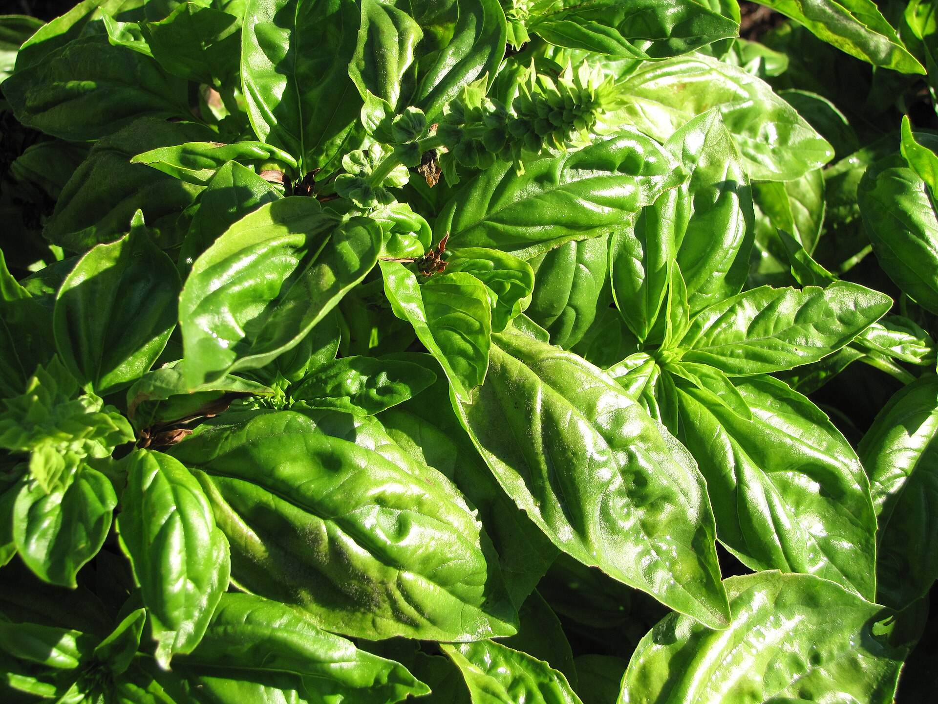 Sweet Basil Seeds — Ocimum basilicum
